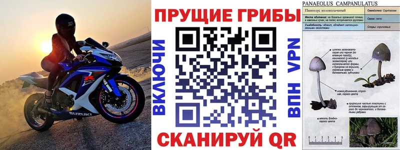 купить  сайты  Новохопёрск  Псилоцибиновые грибы Psilocybe 